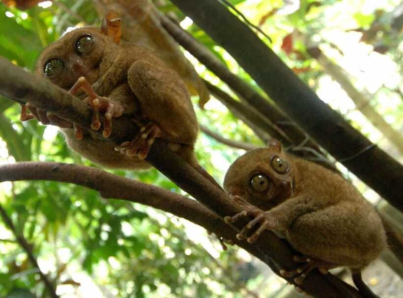 Bohol: Choco Tour + Loboc River Lunch Buffet + ATV Adventure - Private transport and the role of the driver