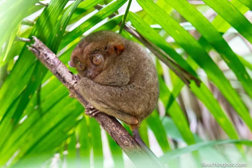 Bohol: Chocolate Hills, Tarsier, and Loboc River Tour - Meeting the Tiny Tarsier at the Sanctuary