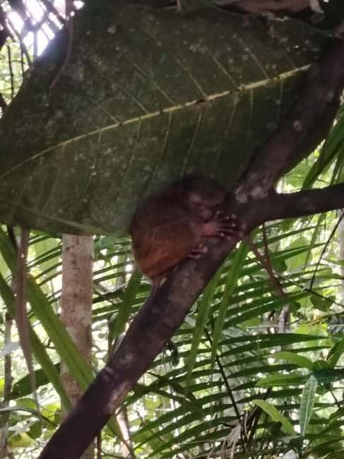 BOHOL: Chocolate Hills, Tarsiers and Loboc River Day Tour - Add-ons can change the character of the day