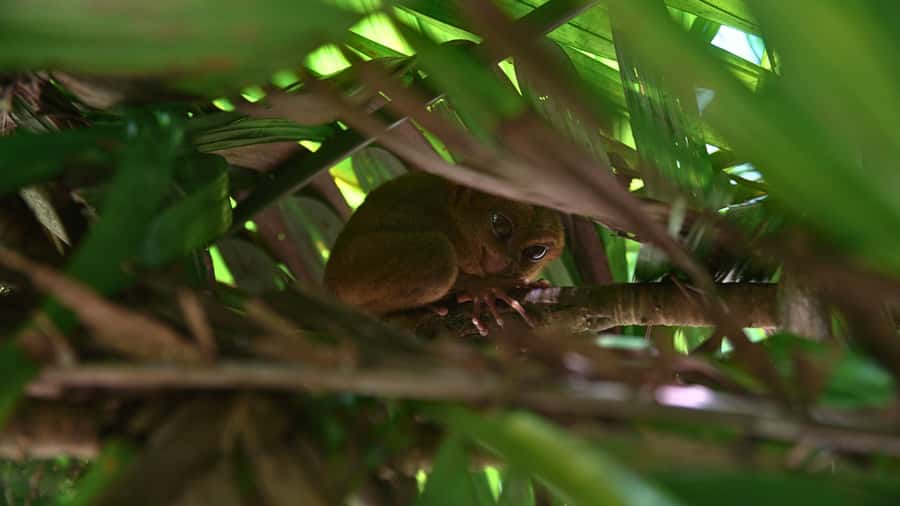 Bohol: Chocolate Hills, Tarsiers, & Loboc River Tour - The National Museum adds a useful cultural layer