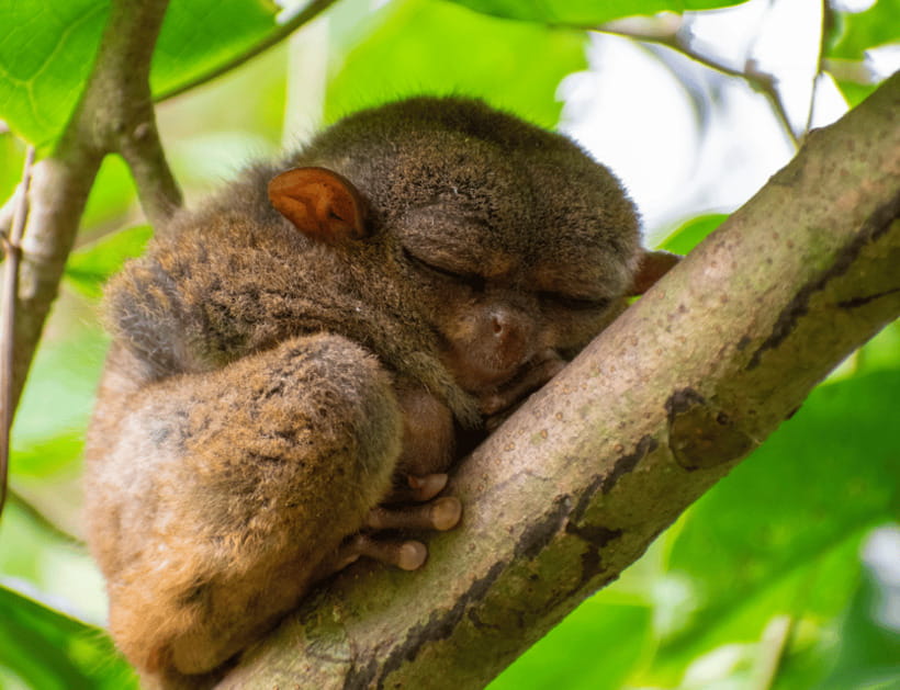 Bohol: Chocolate Hills Tour with Loboc River Cruise & Lunch - Meeting the Philippine tarsier