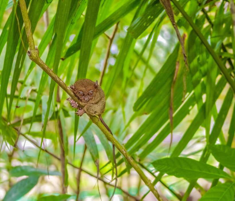 Bohol: Full Day Countryside Tour w Loboc River Lunch - A full day of Bohol’s essential sights