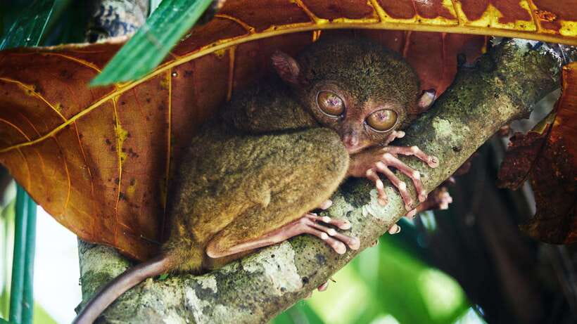 Bohol: Full Day Countryside Tour w Loboc River Lunch - Under the mahogany canopy