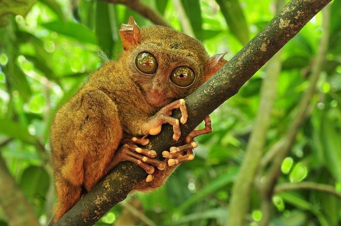 Bohol Highlights Tour: Chocolate Hills, Tarsier Spotting and Loboc River Cruise - The Chocolate Hills viewpoint in Carmen