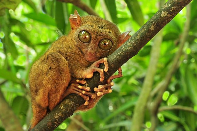 Bohol Highlights Tour: Chocolate Hills, Tarsier Spotting and Loboc River Cruise - Starting with Bohol’s Spanish-era story