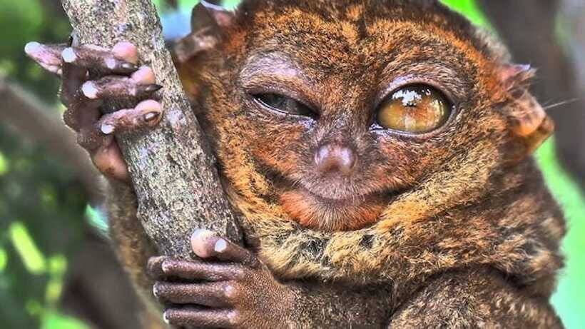 Bohol: Premium Chocolate Hills, Tarsiers & River Experience - What the price really buys you