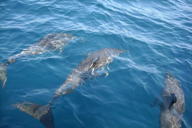 Brevard County Tours, dolphin and manatee tours in Palm Bay, FL - Key points to know before booking