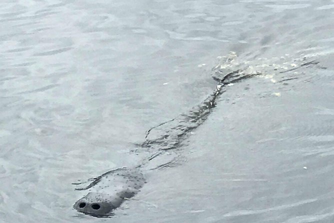 Brevard County Tours, dolphin and manatee tours in Palm Bay, FL - A quieter way to see the Cocoa Beach area