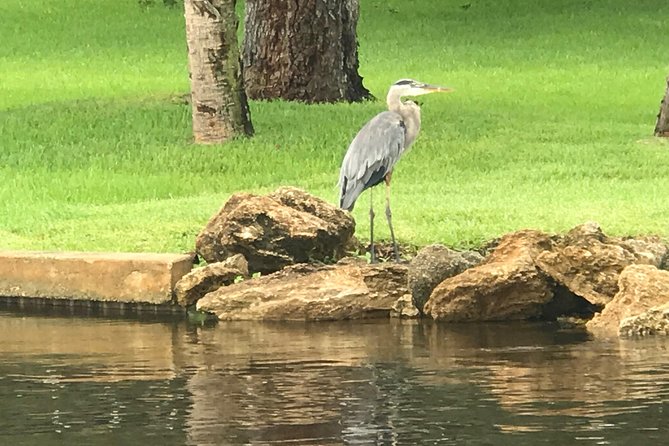 Brevard County Tours, dolphin and manatee tours in Palm Bay, FL - Back canals, manatees, and close observation