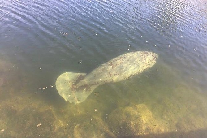 Brevard County Tours, dolphin and manatee tours in Palm Bay, FL - Searching the Indian River Lagoon