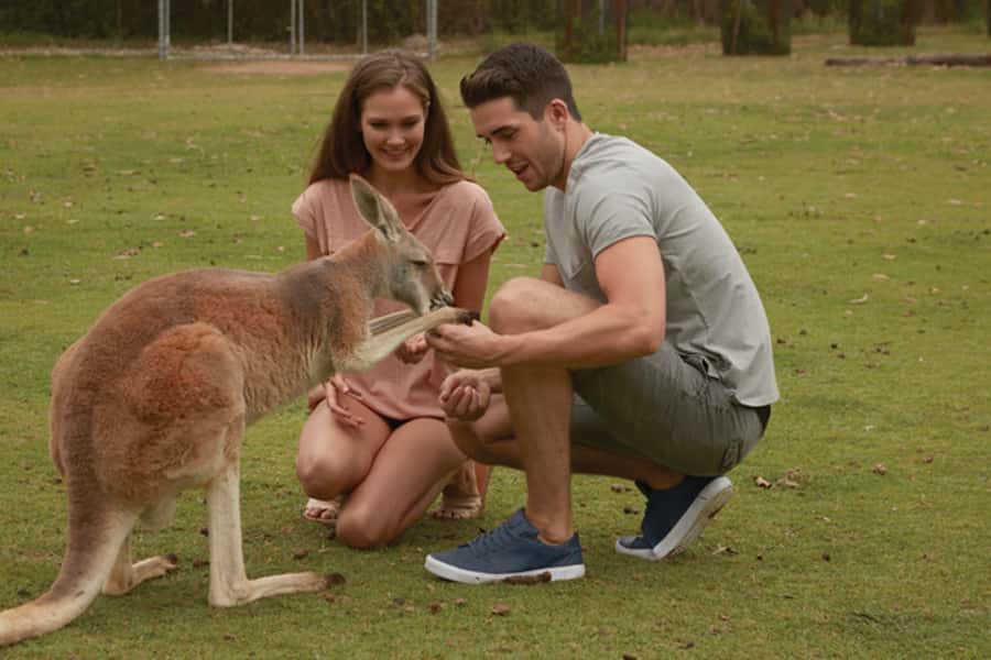 Brisbane River Cruise and Koala Sanctuary Visit - Lone Pine Koala Sanctuary: three hours among Australian wildlife
