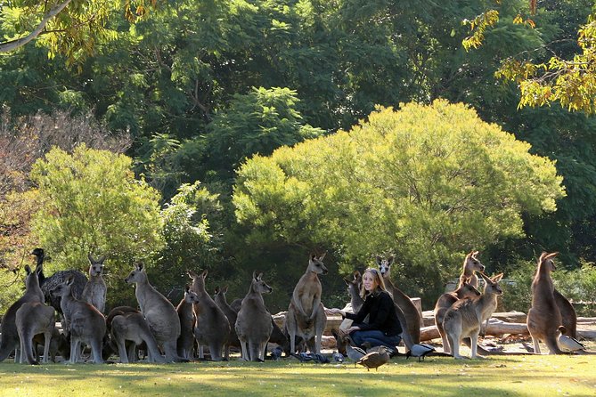 Brisbane River Cruise with entry to Lone Pine Koala Sanctuary - Why the boat ride improves the Lone Pine visit