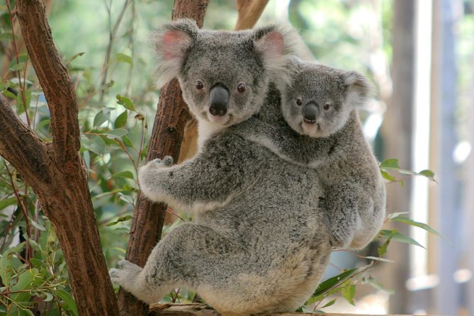 Brisbane River Cruise with entry to Lone Pine Koala Sanctuary - The 9:00 am departure from Southbank