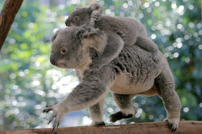 Brisbane River Cruise with entry to Lone Pine Koala Sanctuary - Who should book this Brisbane outing