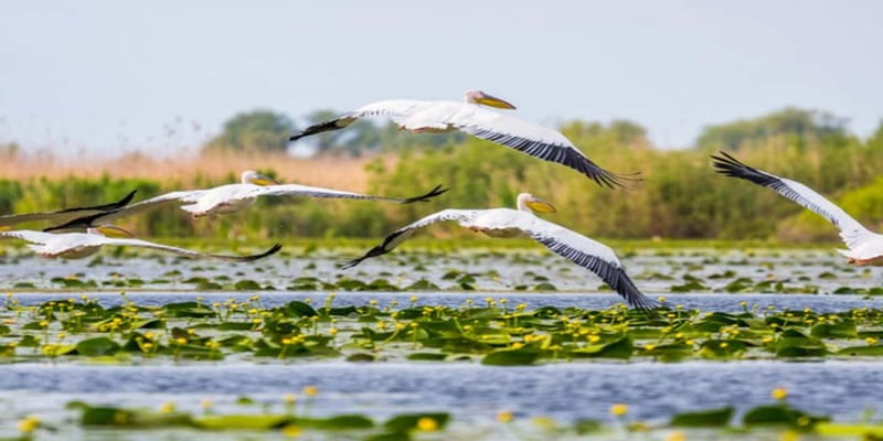 Bucharest: Day Trip to Danube Delta Small Group Premium Tour - Key points to know before booking