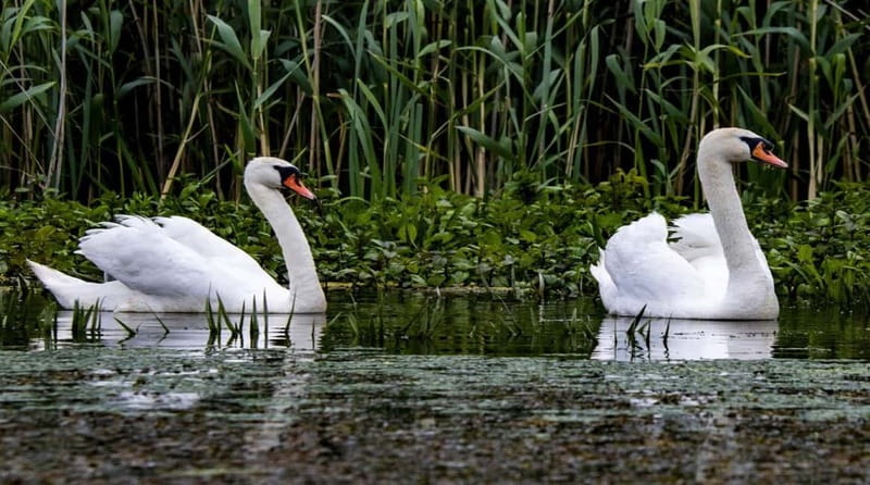 Bucharest: Day Trip to Danube Delta Small Group Premium Tour - Why this day trip is worth the long road from Bucharest