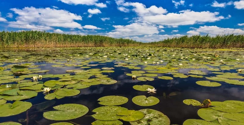 Bucharest: Day Trip to Danube Delta Small Group Premium Tour - Tulcea, the delta’s practical gateway