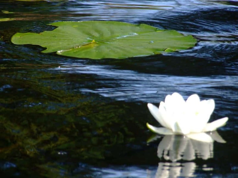 Bucharest: Day Trip to Danube Delta Small Group Premium Tour - 6:45 departure, with four hours on the road