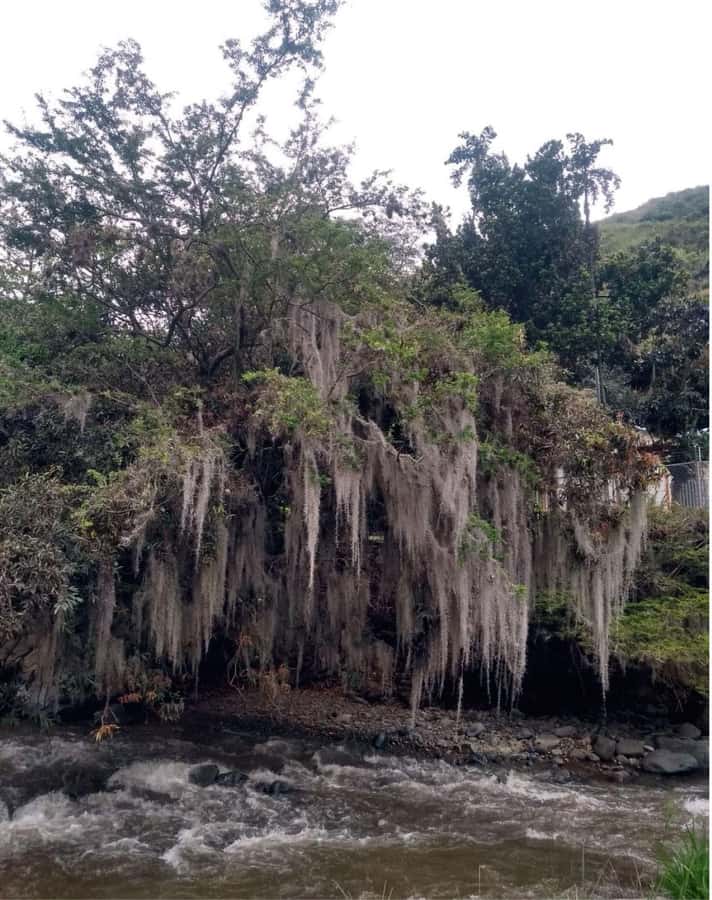 Cali: Cali River Waterfall and Great River Pools Tour - What Mateo adds to the walk