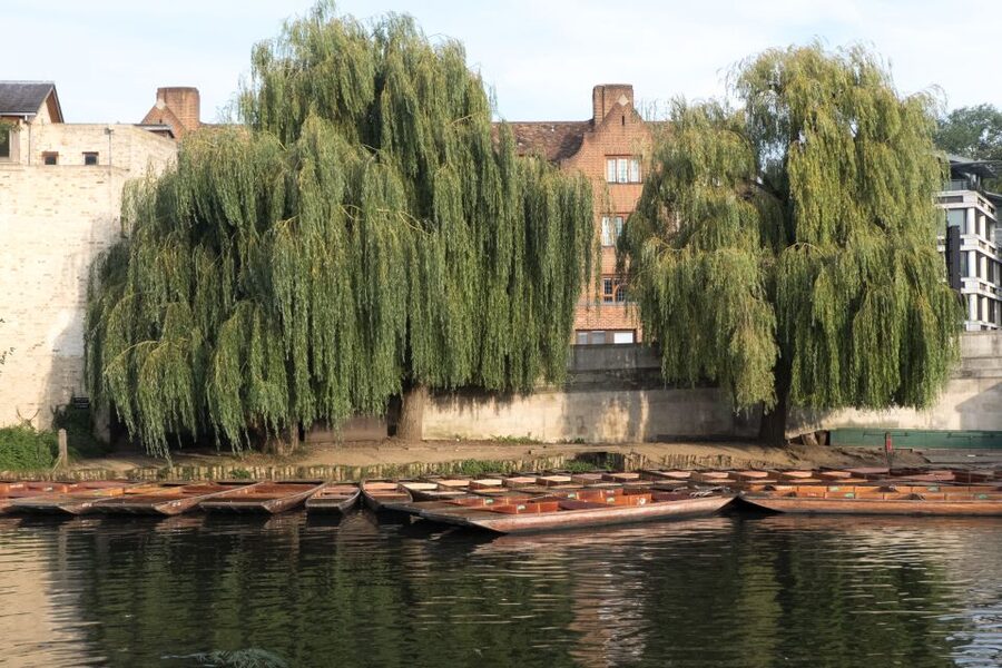 Cambridge University: Guided Punting Tour on the River Cam - Clare Bridge and the view along the Backs