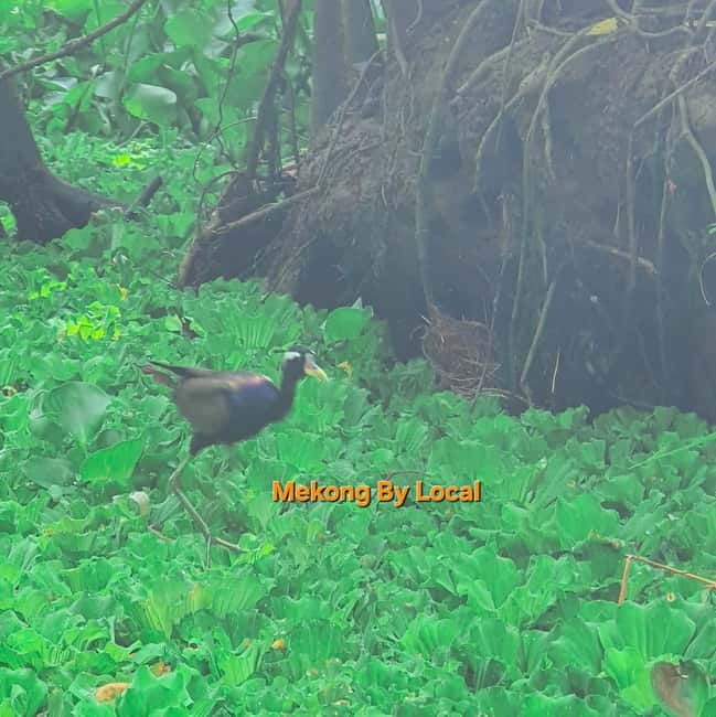 Can Tho: Wild Mekong Wonders Tour for Nature Lovers - The small boat through the forest