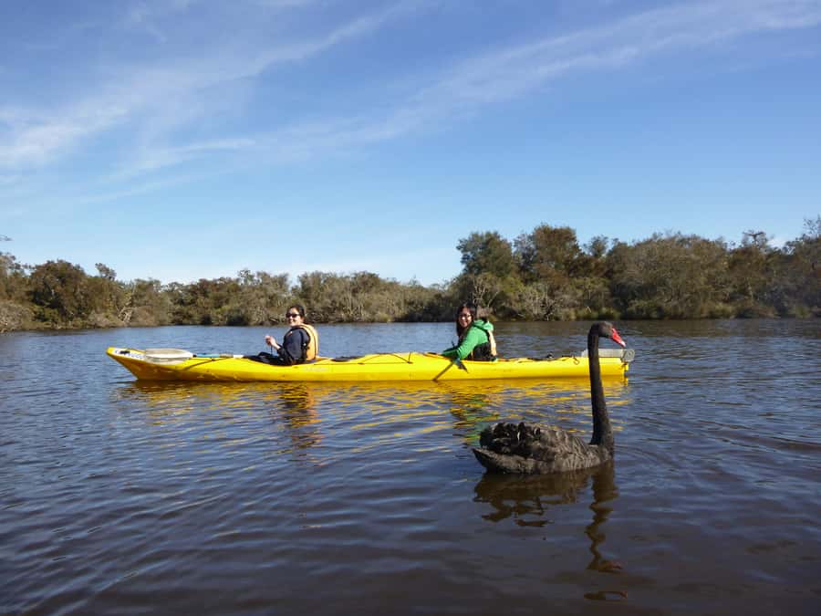 Canning River Half-Day Kayak Wildlife Tour - A quiet river outing close to Perth