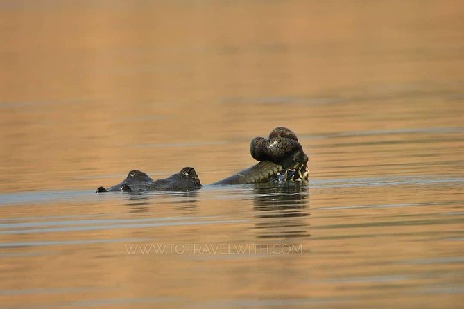 Chambal River Safari - Key points at a glance