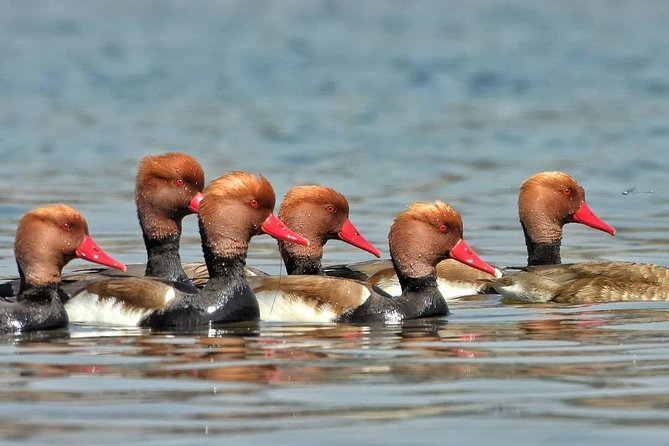 Chambal River Safari - Why the Chambal makes a smart second day in Agra