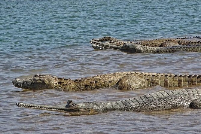 Chambal River Safari - Wildlife photos, drinks, and what is not included
