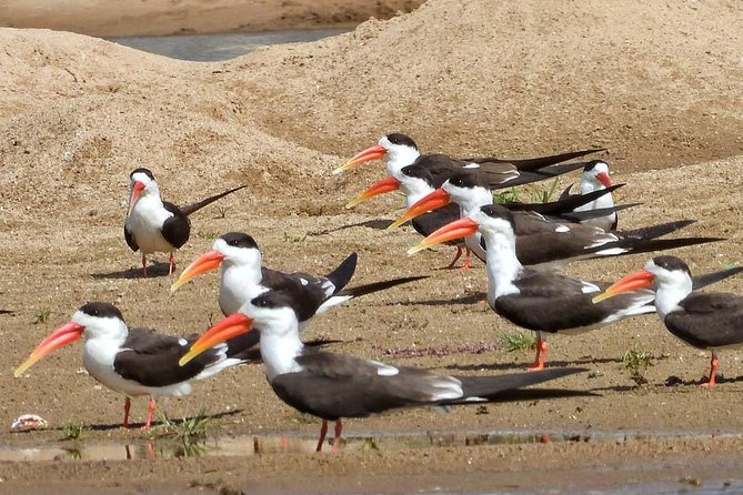 Chambal River Safari - The 130-kilometer road trip from Agra