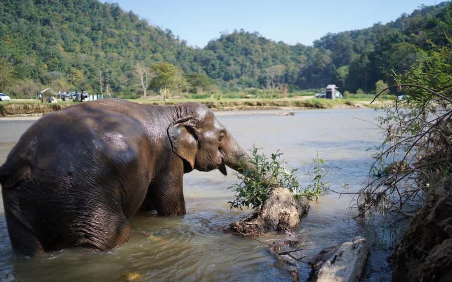 Chiang Mai Half-Day Adventure: River Tubing & Waterfall - Floating Beside Elephants on the Mae Taeng River