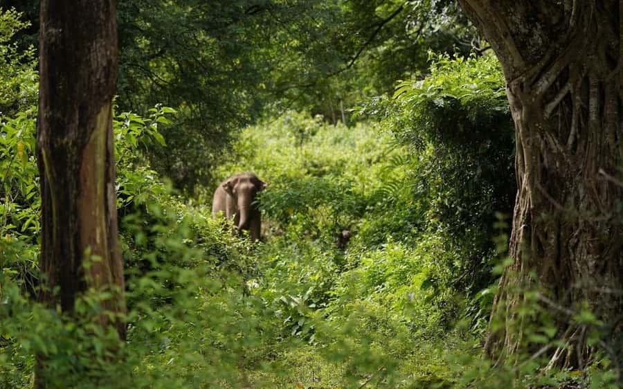 Chiang Mai Half-Day Adventure: River Tubing & Waterfall - Saa Gee Waterfall and the Natural Rock Slide