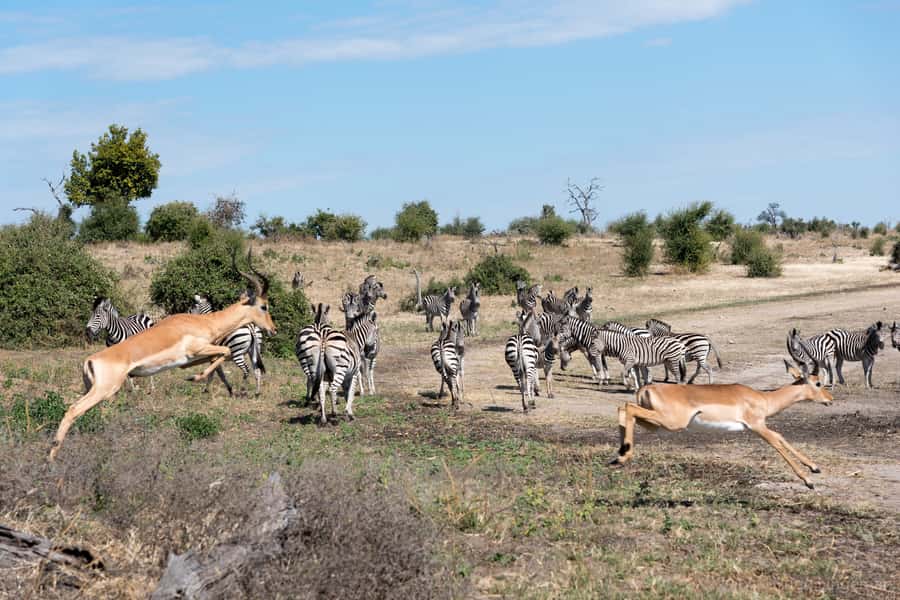 Chobe National Park: Day Trip, Safari drive & River Cruise - The Chobe game drive: elephants, lions, and open ground