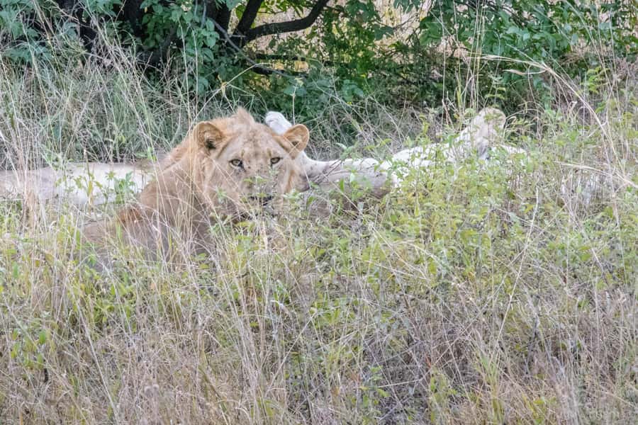 Chobe National Park: Day Trip, Safari drive & River Cruise - Guides, vehicles, and the quality of the day