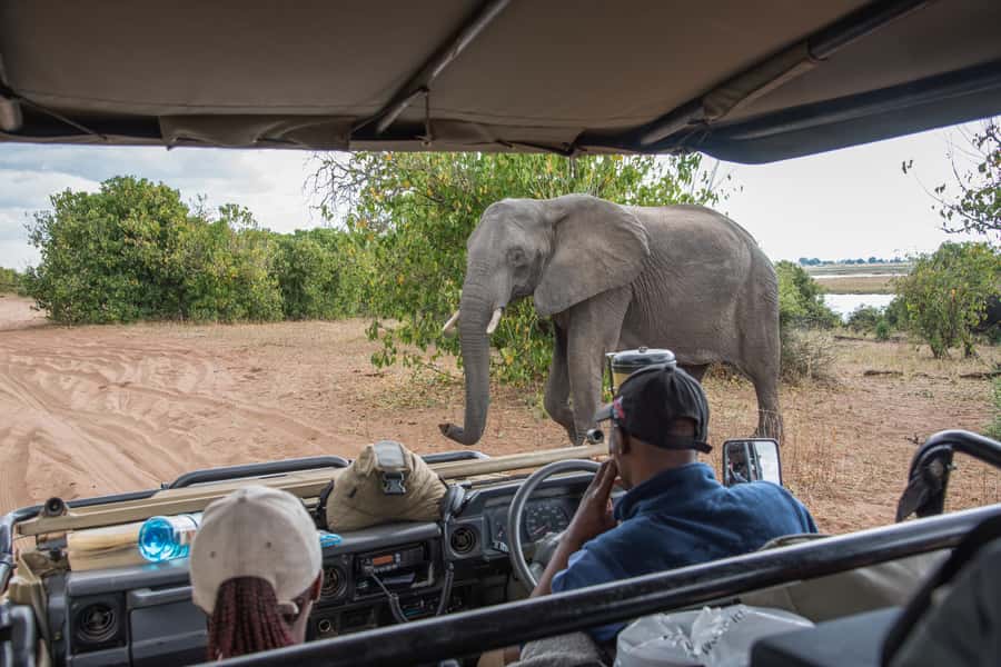 Chobe National Park: Day Trip, Safari drive & River Cruise - What the $190 price buys you