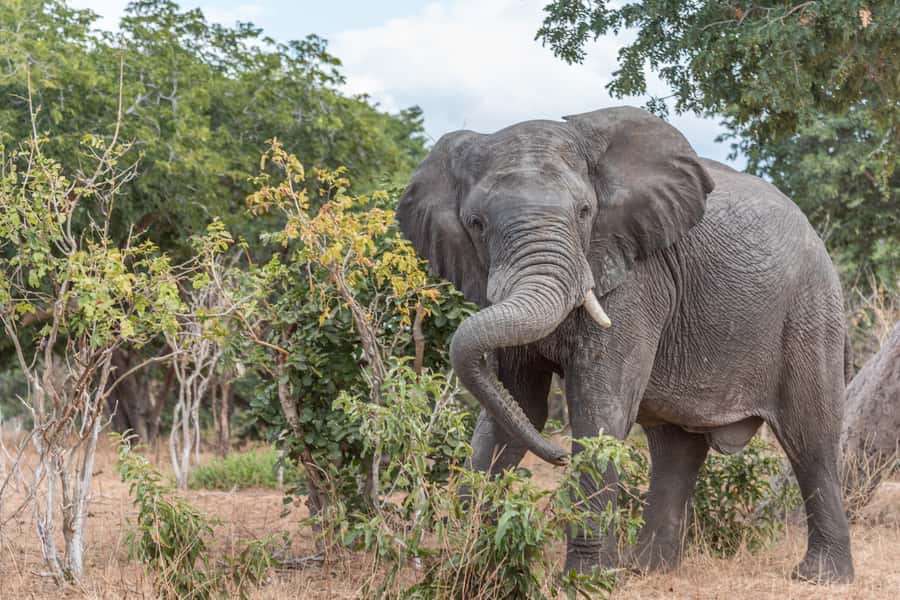 Chobe National Park: Day Trip, Safari drive & River Cruise - Who should book this Chobe day trip?