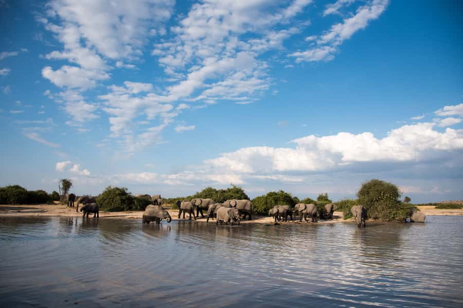 Chobe National Park: Day Trip, Safari drive & River Cruise - Should you book it?