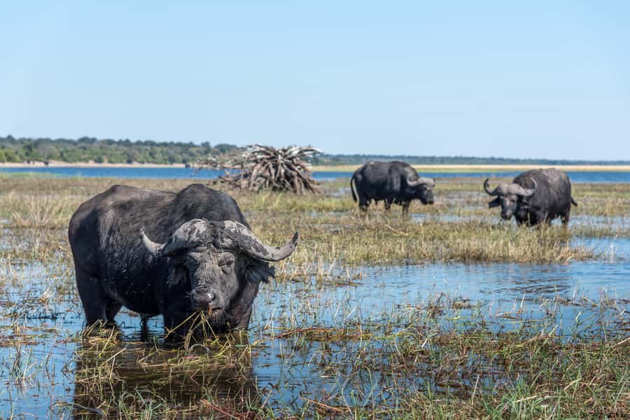 Chobe National Park: Day Trip, Safari drive & River Cruise - The early pickup and Zambia-Botswana border