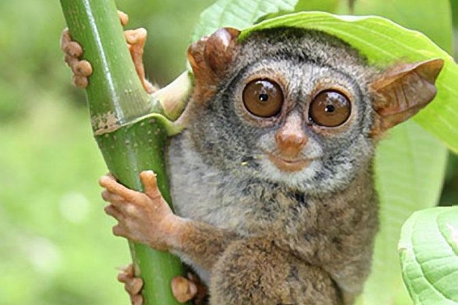 Chocolate hills tour with Tarsier & Loboc river Buffet Lunch (half-day tour) - Who will enjoy this Bohol tour most