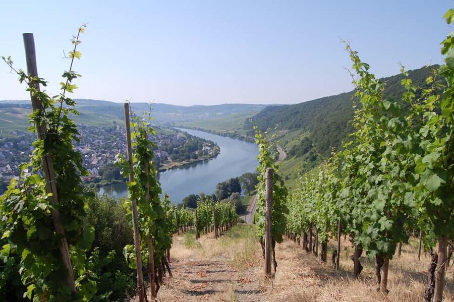 Cochem, Moselle: Wine experience hike with boat trip - Why this Cochem wine tour works