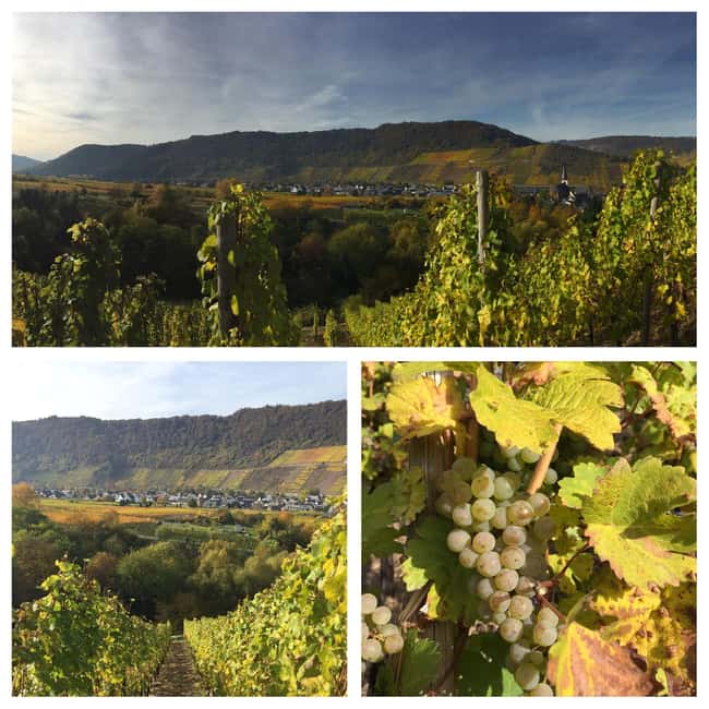 Cochem, Moselle: Wine experience hike with boat trip - Should you book the Moselle wine hike?