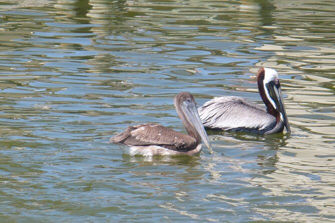 Cocoa Beach Dolphin and Wildlife Tour - What happens during the two-hour cruise