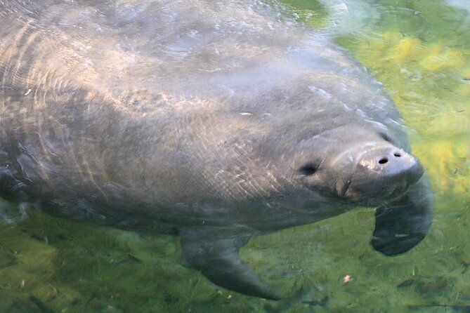 Cocoa Beach Dolphin and Wildlife Tour - The guides make the difference