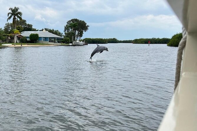 Cocoa Beach Dolphin and Wildlife Tour - Birds and mangroves are not just filler