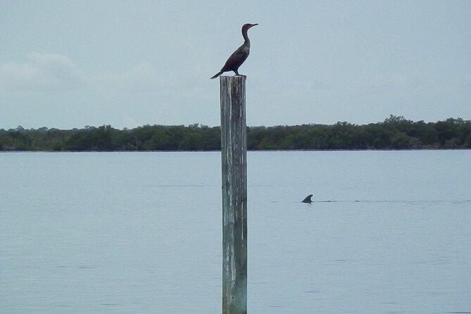 Cocoa Beach Dolphin and Wildlife Tour - Comfort, access, and what to bring