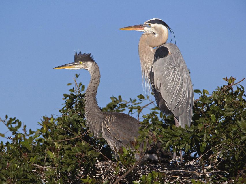 Cocoa Beach: Thousand Islands Banana River Boat Cruise - Looking for dolphins, manatees, and birds