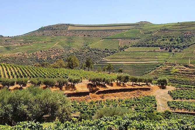 Complete Douro Valley Wine Tour with Lunch, Wine Tastings and River Cruise - How the price compares with planning it yourself