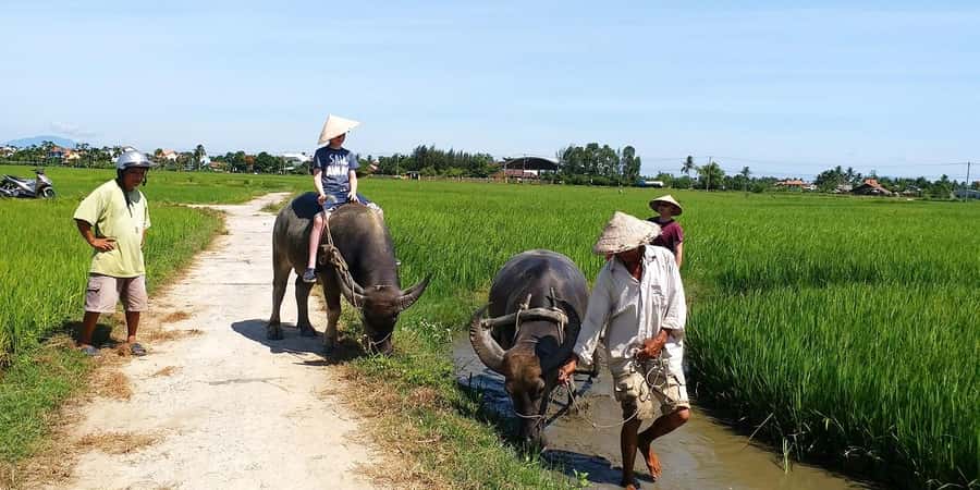 Da Nang or Hoi An: Countryside Bike & Basket Boat Tour - Cam Thanh’s coconut forest by basket boat