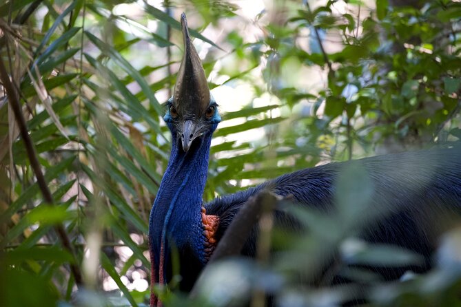 Daintree, Cape Tribulation & River Cruise from Port Douglas - Mossman Gorge brings you into the rainforest