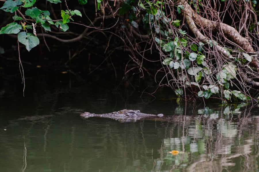 Daintree: Guided Daintree River Wildlife Cruise - Why the Daintree River is the real attraction